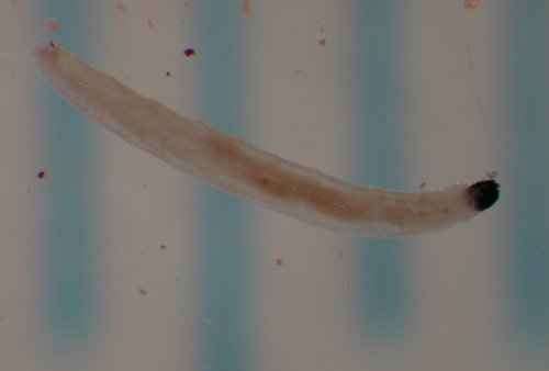 Sciarid larva from Brian Cabreara