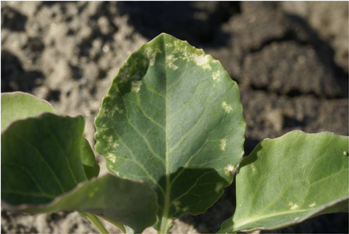 Bagrada bug damage on cauliflower leaf-Eric Natwick