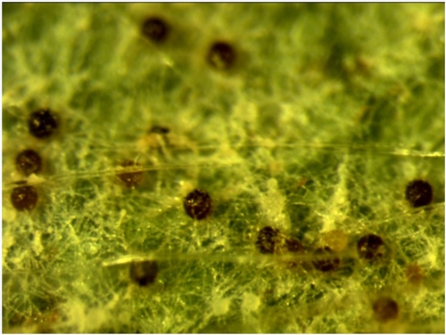 Podosphaera aphanis-cleistothecia on leaf-David Gadoury