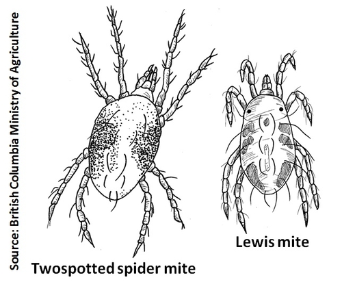 Lewis mite-TSSM-BC Ministry of Agriculture