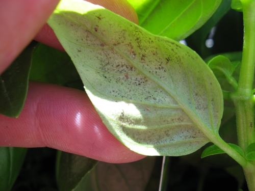 Sporulation of Peronospora belbahri