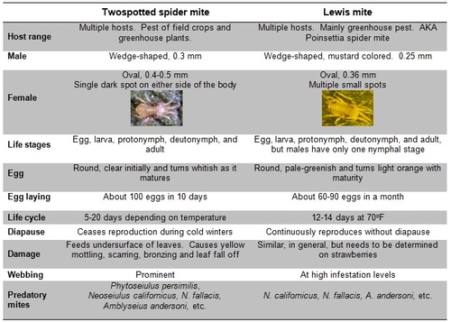 Comparison of twospotted spider mite and Lewis mite