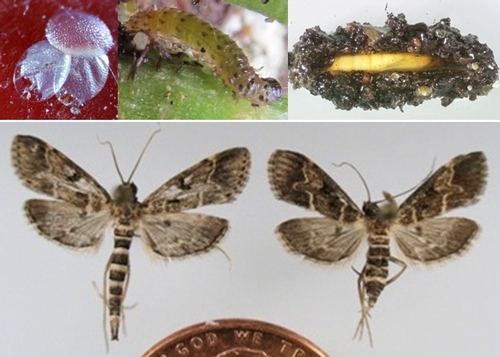 Life stages of the European pepper moth.  Photo credits: Lance Osborne, B Vander Mey, and James Hayden,