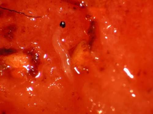 Fungus gnat larva on strawberry