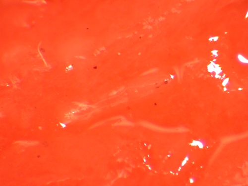 Drosophila simulans larva on strawberry