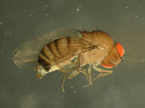 Adult female of Drosophila simulans
