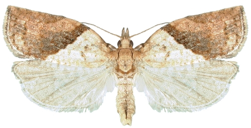 Light Brown Apple Moth-Male 2