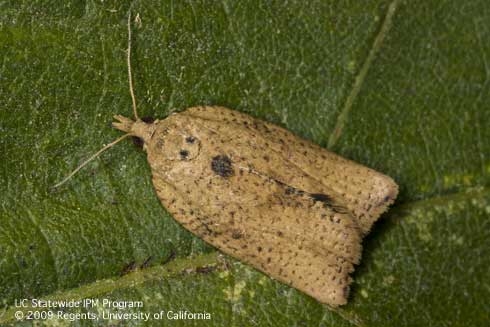 Light Brown Apple Moth-Female