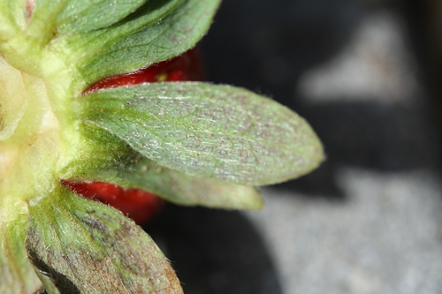 Close up of damaged calyx.  Look closely (click on the picture to enlarge it) and you can see the spider mites.