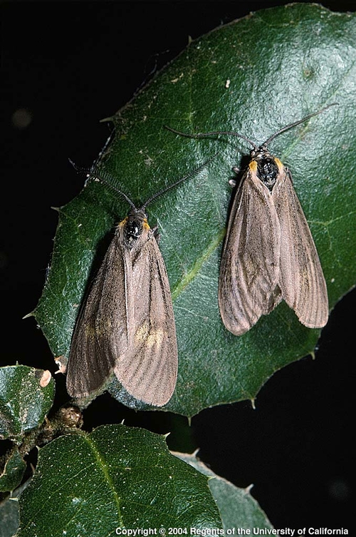 California oakworm adult moths.  These are harmless to berries.