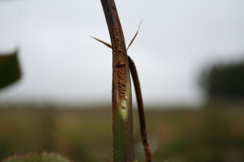 Cutaway of Arapaho cane affected by tip dieback.