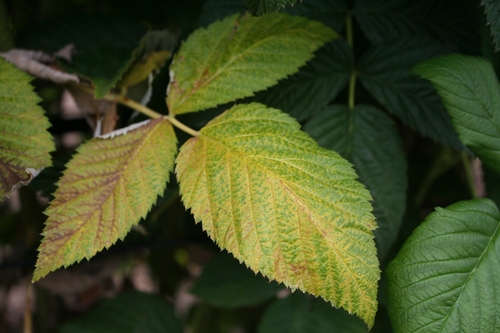 Photo of leaf yellowing, note distinctive mottling pattern.
