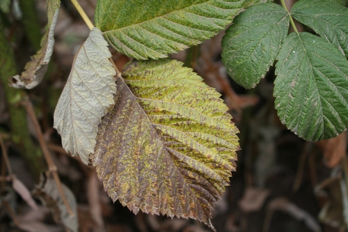 Leaf yellowing and necrosis.  Note that the bulk of the senescence is on one side of the leaf.