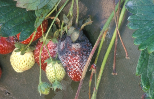 Photo courtesy Steven Koike, UCCE.  Rhizopus rot on strawberry.  Note the mature, black sporangia.
