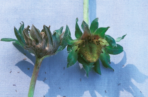 Gray mold lesions on calyces of developing fruit.  Photo courtesy Steven Koike, UCCE.