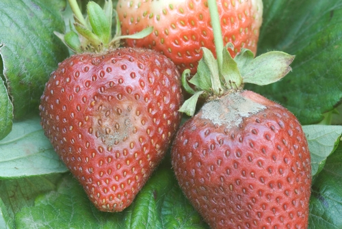 Early gray mold lesion on strawberry fruit.  Photo courtesy Steven Koike, UCCE.