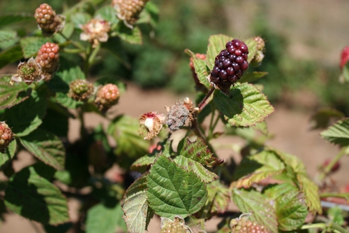Botrytis infection on blackberry fruit. Fruit is desiccated and dried out.  Photo Mark Bolda, UCCE Santa Cruz County.