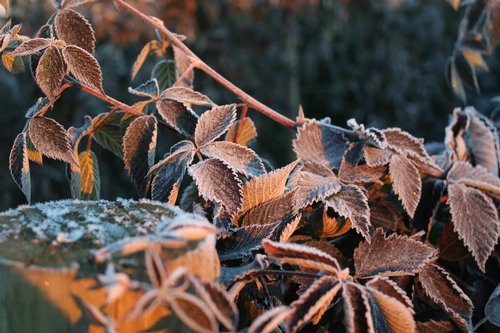 Blackberry leaves covered in frost - plus or minus benefit to the plant?