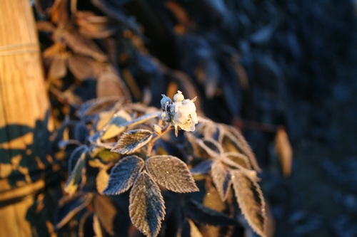 This frost covered blackberry flower will unfortunately not make it to fruiting.