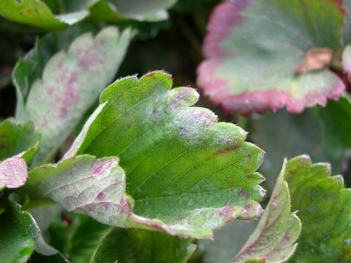Photo 4: Powdery mildew on leaf of 'Camarosa' variety strawberry.  Note the leaf curling and association with purple blotches.  Photo by Mark Bolda.