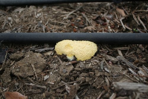 Immature stage of slime mold.  Photo Mark Bolda, UCCE.