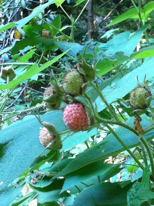 Thimbleberries ripening in a cluster on a trailside plant.
