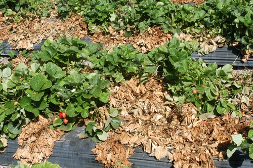 Figure 1. Charcoal rot results in the collapse and death of strawberry plants. Photo Steven Koike, UCCE