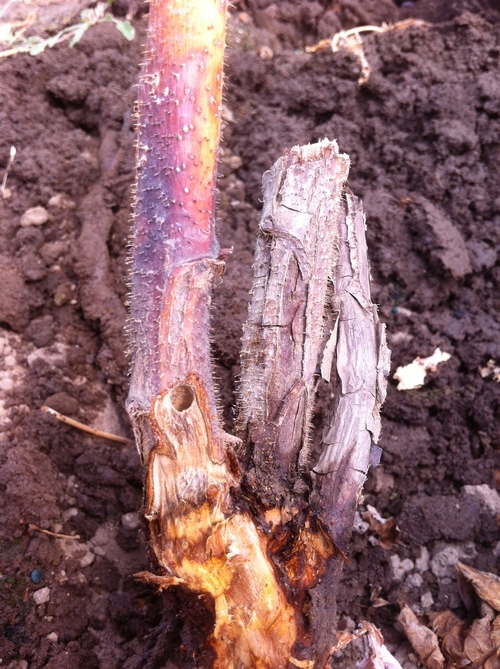Borehole from raspberry crown borer.  Note clean edges of hole - no frass and not typical.