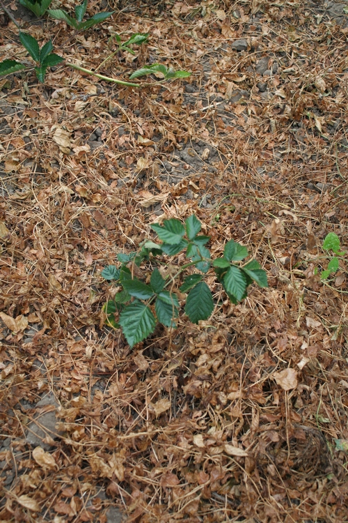 Photo 4: Blackberry primocane in midst of glyphosate killed bindweed.  Plant was not touched by the herbicide.