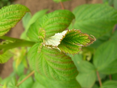 Leaf folded in manner typical of leafroller