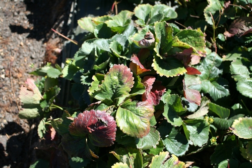 Photo 1: Plants exhibiting yellow coloration late in the season.