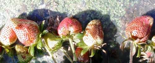 Damage to strawberry fruit by Chateau sprayed directly on top - don't do this!  Photo courtesy Oleg Daugovish - UCCE.