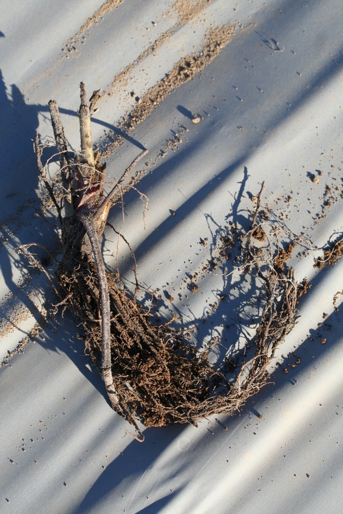 A healthy transplant showing the extent of the roots.