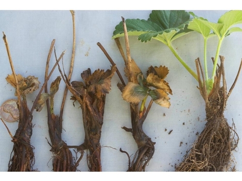 Picture showing the progression of salt damage in strawberry transplants.  Photo courtesy Steven Koike, UCCE.