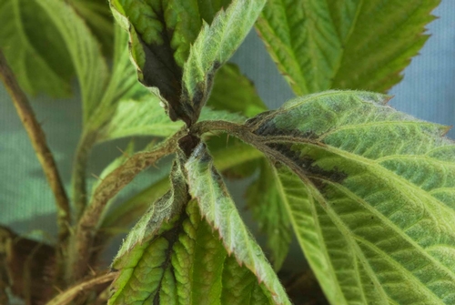 Initial symptoms consist of a dark, water-soaked, or greasy looking infection on leaves.