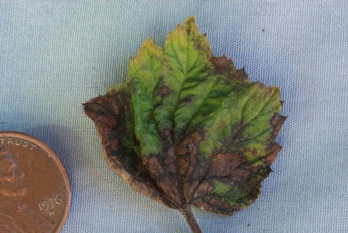 In advanced stages, diseased leaves have irregularly shaped, brown to dark brown lesions.