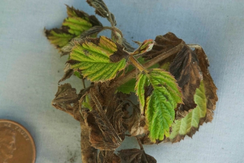 Raspberry shoots infected with this pathogen exhibit a blight-like symptom.