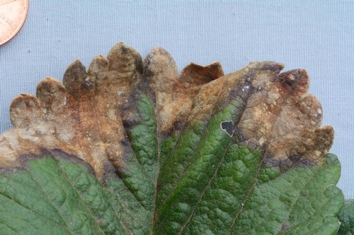 Photo 1. Leaf blotch is characterized by irregularly shaped, gray to brown leaf lesions. Photo: Steven Koike, UCCE.