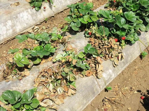Strawberries zapped by Fusarium in May, 2014. Photo courtesy Steven Koike, UCCE.