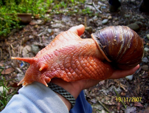 Giant African land snail.  Imagine trying to manage something like this!