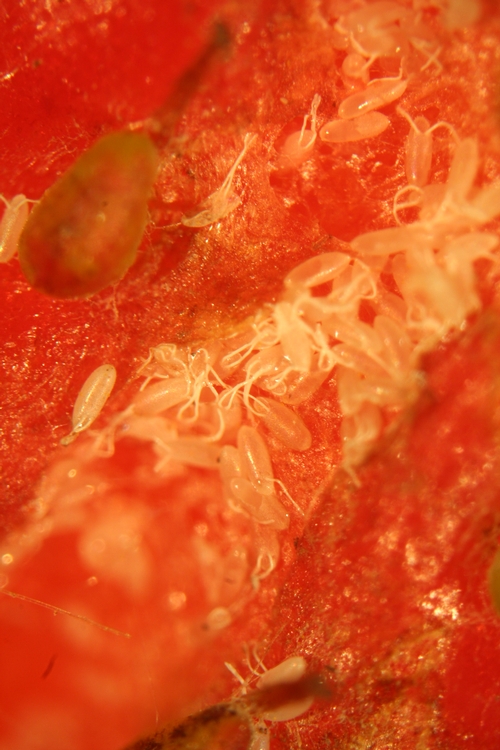 Photo 3: Mass of vinegar fly eggs in fruit wound, rendering it totally unmarketable.