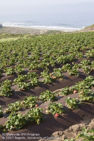 The newest organic fresh market strawberry cost and return study is now available from UCCE.