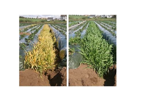 Photo 1. Left: Barley treated with sethoxdim (Poast) (18 days after treatment) and Right: untreated cover crop.  Photo courtesy Richard Smith, UCCE.