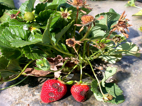 Late-season symptoms on C. acutatum infected strawberry.  Photo Oleg Daugovish, UCCE.