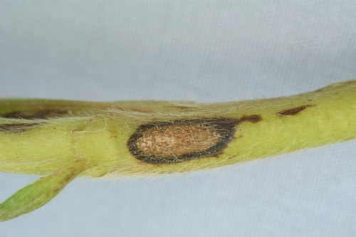 Anthracnose lesion on stem of strawberry.  Photo Steven Koike, UCCE.