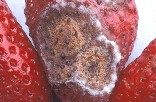 Advanced anthracnose lesion on strawberry fruit. Photo Steven Koike, UCCE.