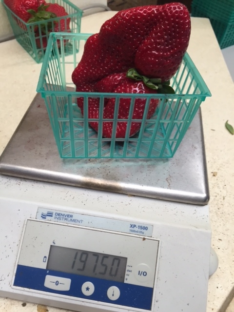 At 197.5 grams, this fruit will be difficult to beat.