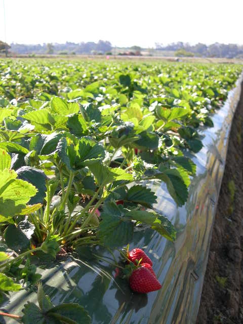 Cost and return study for conventional strawberries now available.