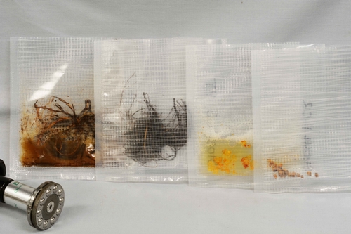 Photo 2: Pieces of root, crown, or petiole are macerated and ground up in sample bags containing buffer solutions.  Photo courtesy Steven Koike, UCCE.