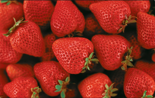 'Sweet King' , one of the most well known strawberries in Japan.  Average fruit size of 45 g makes it a contender with our early CA fruit.